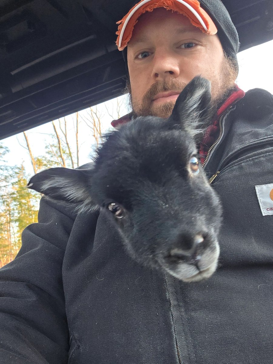 SFSheepFarm's tweet image. Meet Nibbler, our new farming intern! 🐑 This baby lamb was helping with chores this morning. We love our farm life! Everyone, say hi to Nibbler! 👋✨ Sheep milk soap and handmade skincare start with happy animals. #farmlife