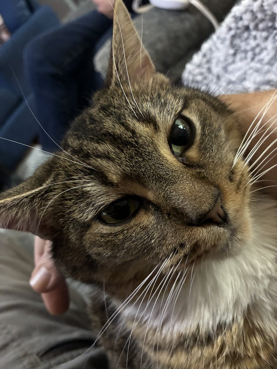 Satellite Ransom tweet media