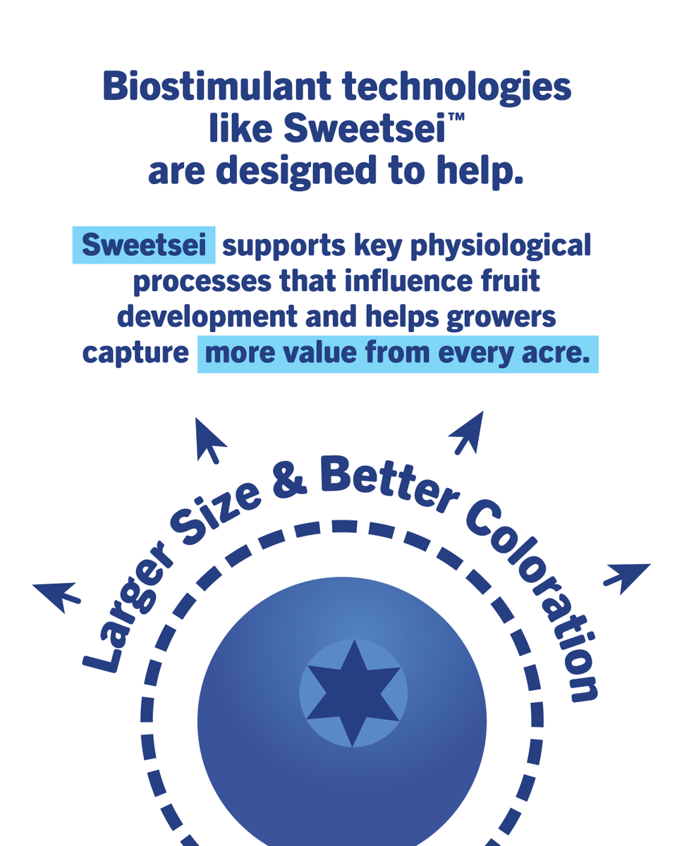 ValentBioStim's tweet photo. Better berries? Don’t stop short.

Sweetsei™ Biostimulant helps blueberries reach their full potential by supporting ripening, improving color, and enhancing sugar accumulation.

The result? More uniform berries, improved fruit quality, and greater marketable yield. When quality improves, so does your bottom line.

See how Sweetsei™ fits into your program: https://t.co/DTJNFv6PRk

#agriculture #agribusiness #biostimulants #farming