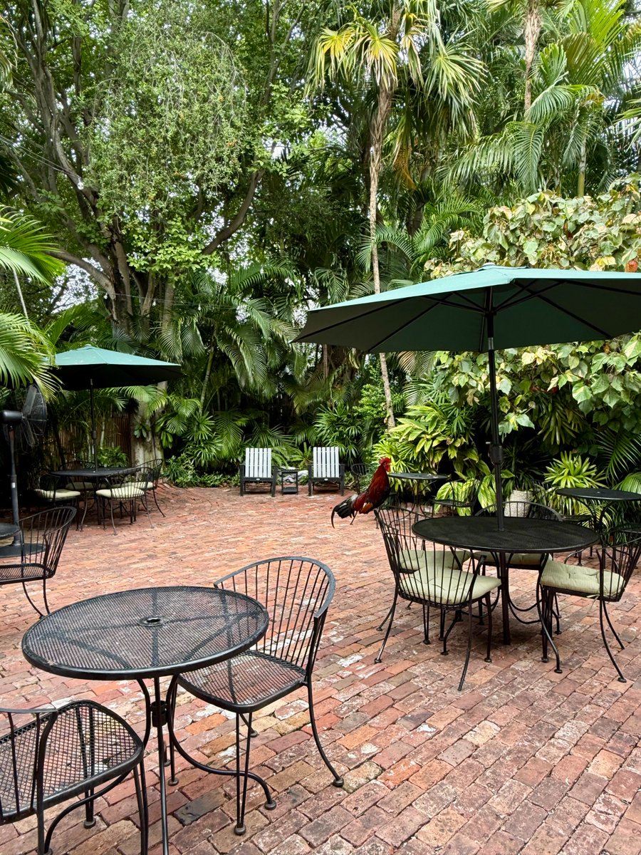 oldtownmanorkw's tweet image. A table for 1 please! 🐓
.
.
.
#oldtownmanor #oldtownmanorweddings #keywest #flkeys #lovefl #petfriendly #bedandbreakfast #greenhotel #boutiquehotel #historicinn #visitkeywest