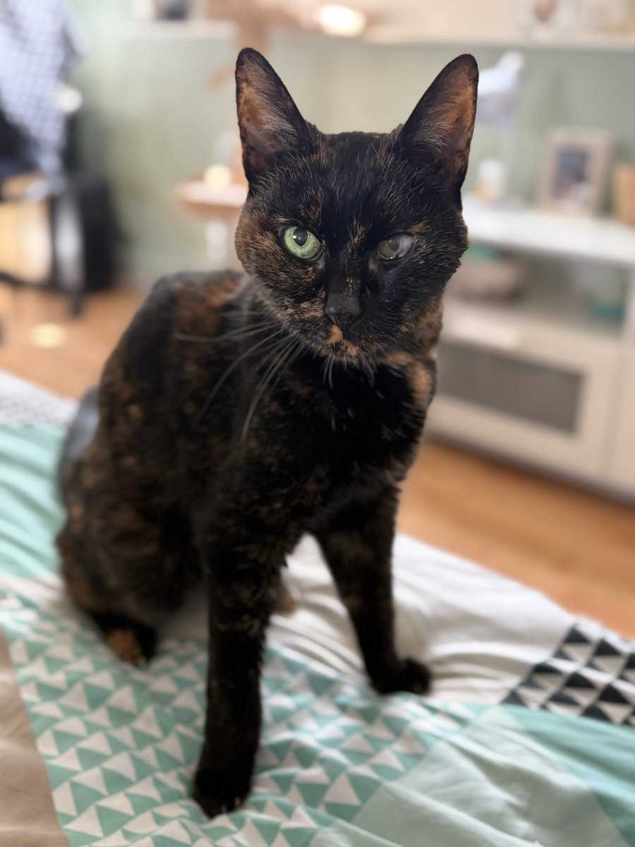 MuseSide's tweet image. Minnie a rejoint Simba au ciel aujourd’hui, le jour de ses 17 ans… chagrin immense à la hauteur de tout ce qu’elle m’a apporté durant toutes ces années 😢 tu t’es battue jusqu’au bout mon bébé, repose-toi maintenant… 💔✨ #deuil #deuilanimal #chat