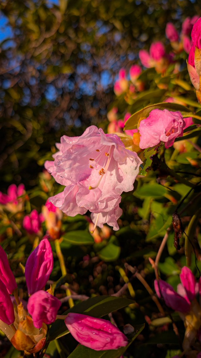 Sunny day 🌸
#rhododendron #flower #photography