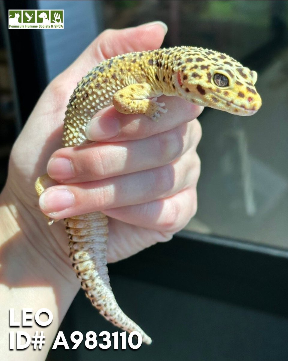 PHS/SPCA tweet media