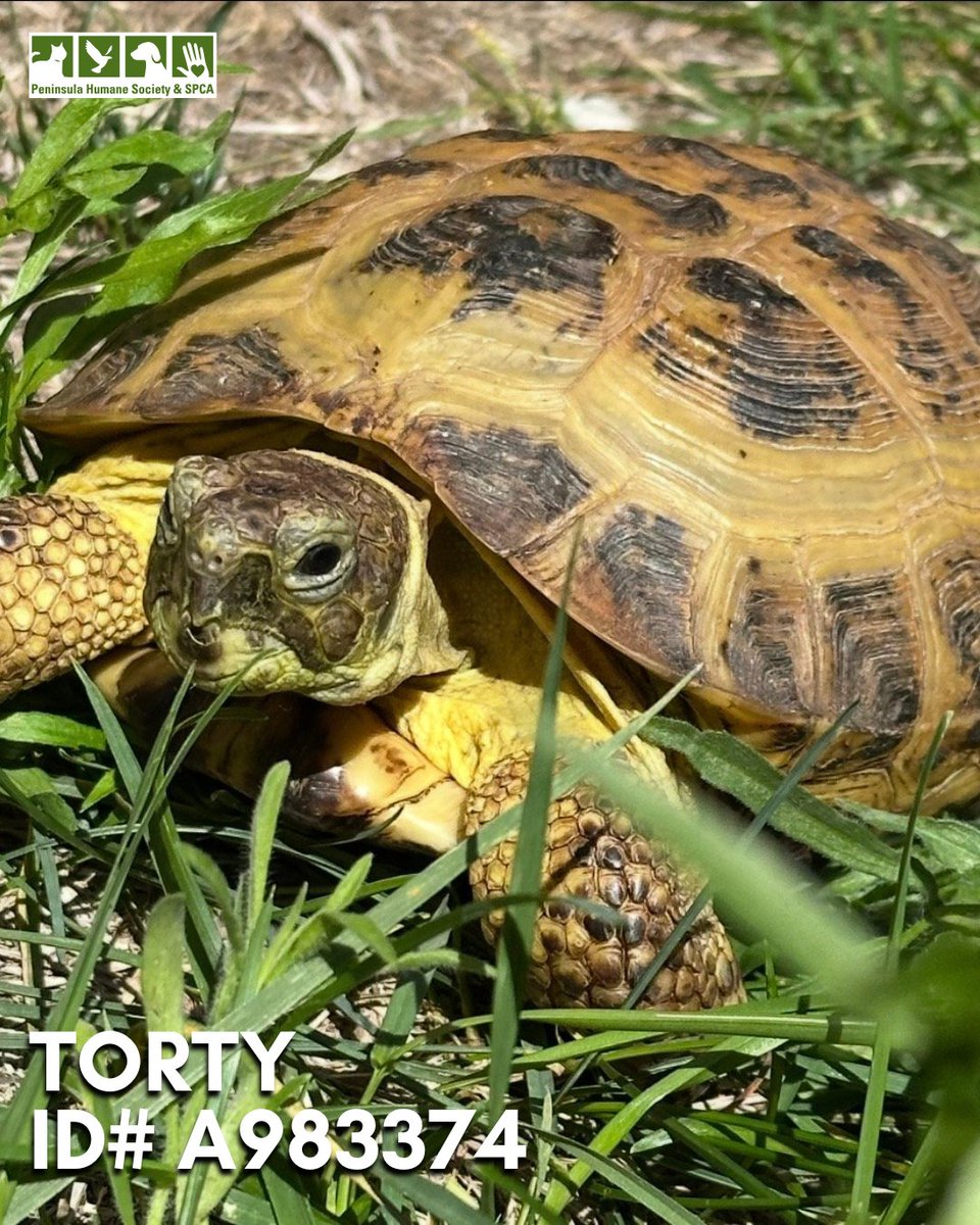 PHS/SPCA tweet media