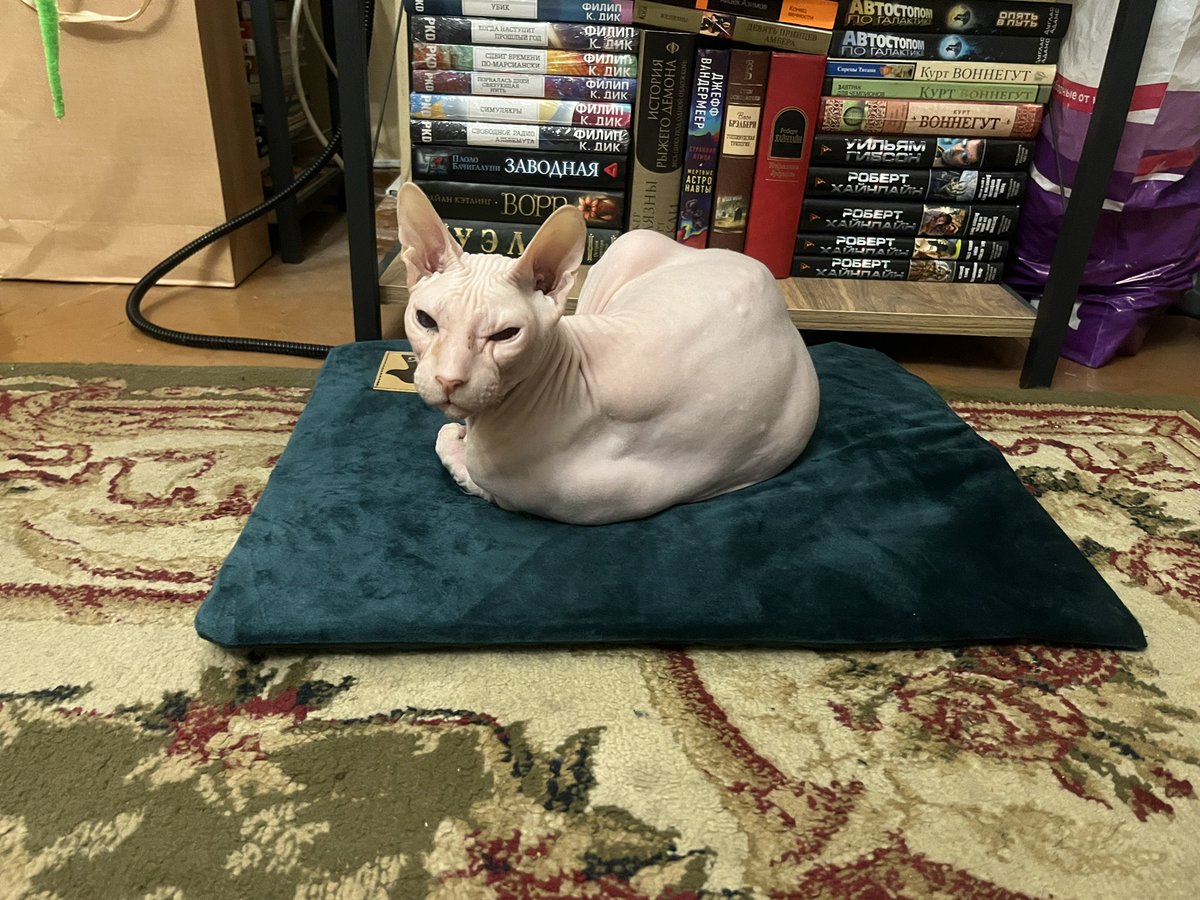 Спасибо за рекомендацию <a href="/akumahatesmusk/">латте на мятном сиропе</a> 
Морфик страдал от того, что отрубили батареи, зато теперь греет свою попи на ковричке с подогревом