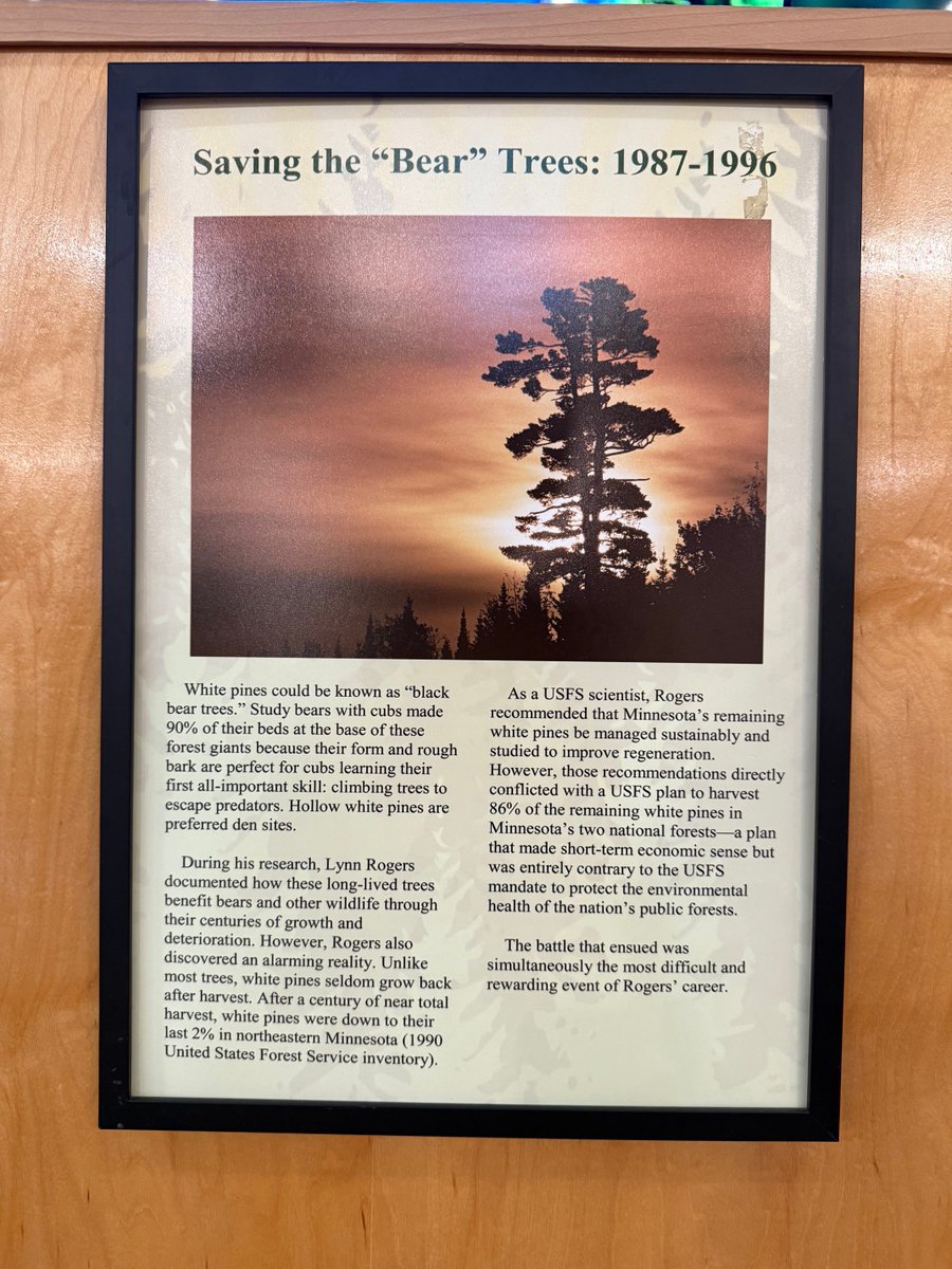 Fobrichx's tweet image. We need to conserve our National Forests more than ever for the health of ecosystems and the health our planet. Ecocide for short term profit is not wise or sustainable ever. Not yesterday not today. Mining in the #BWCA is another Trump adm. blunder. Clown show🤡