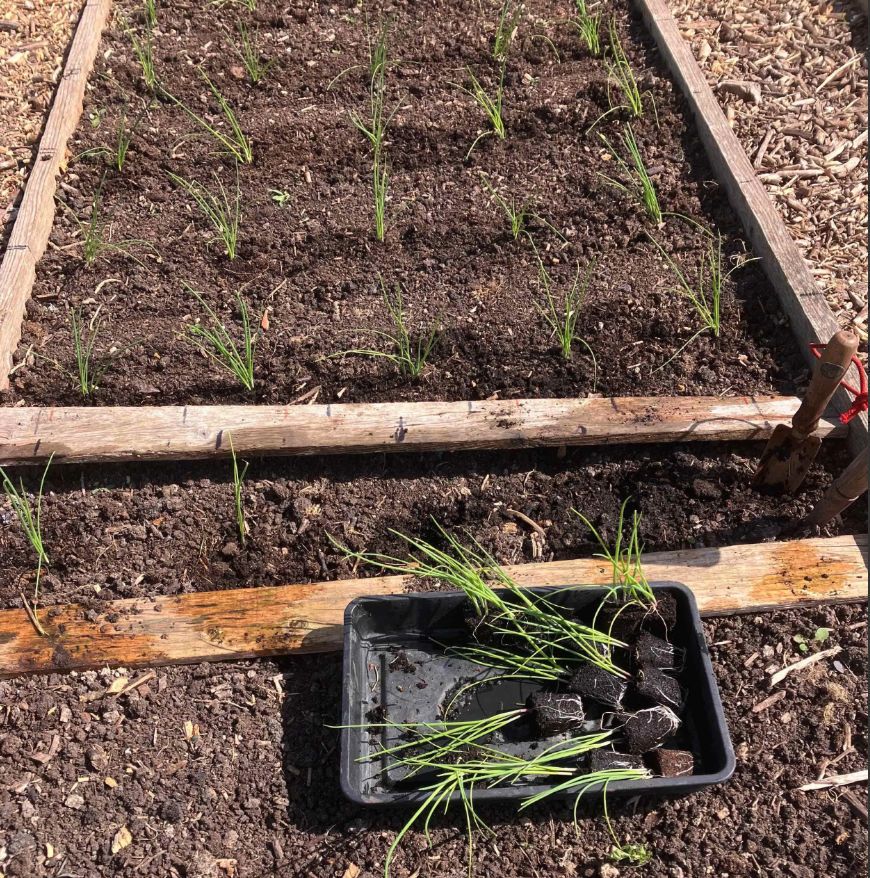 GrowWithKG's tweet image. Big onion planting out session this week for Kitchen Garden follower Tony JW

Show us what you're up to! 🫶📷

#kitchengarden #growing #growyourown #gardening #plot #allotment #growyourownfood #allotmentsuk #homegrown #garden #gardenlove #gardeninspiration