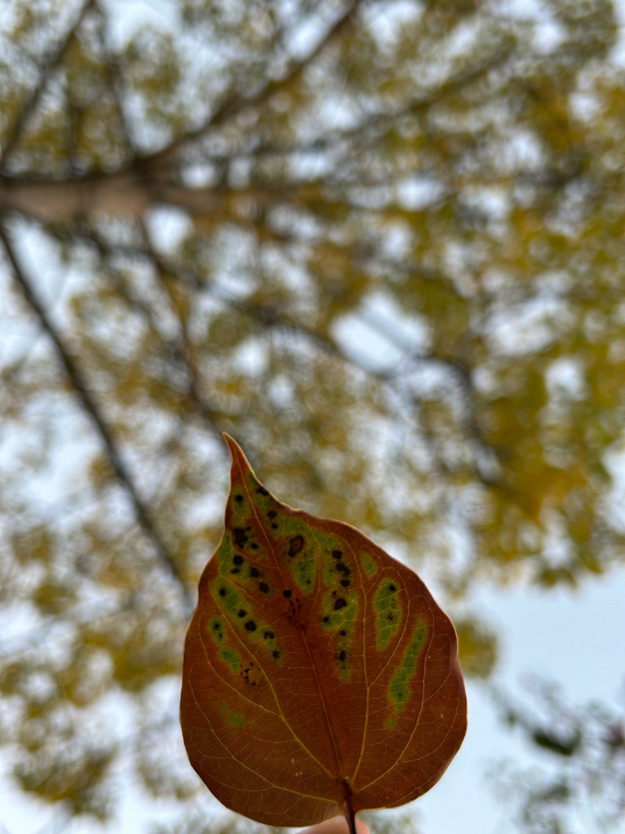 novi marito siregar tweet media