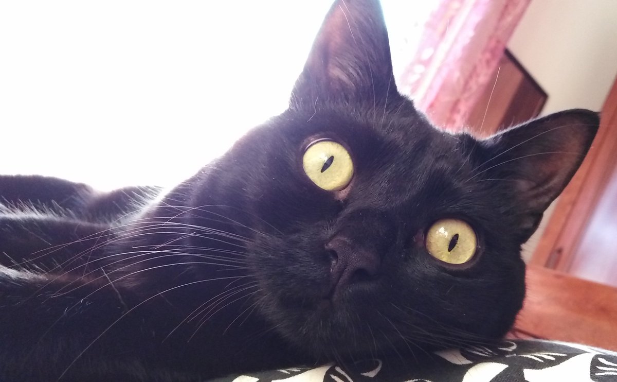 🐾CLAUDIA🐾 tweet media