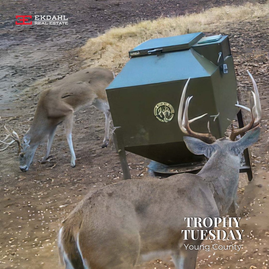 #TrophyTuesday in Young County. Cool mornings, good land, and a couple of bucks to show for it.