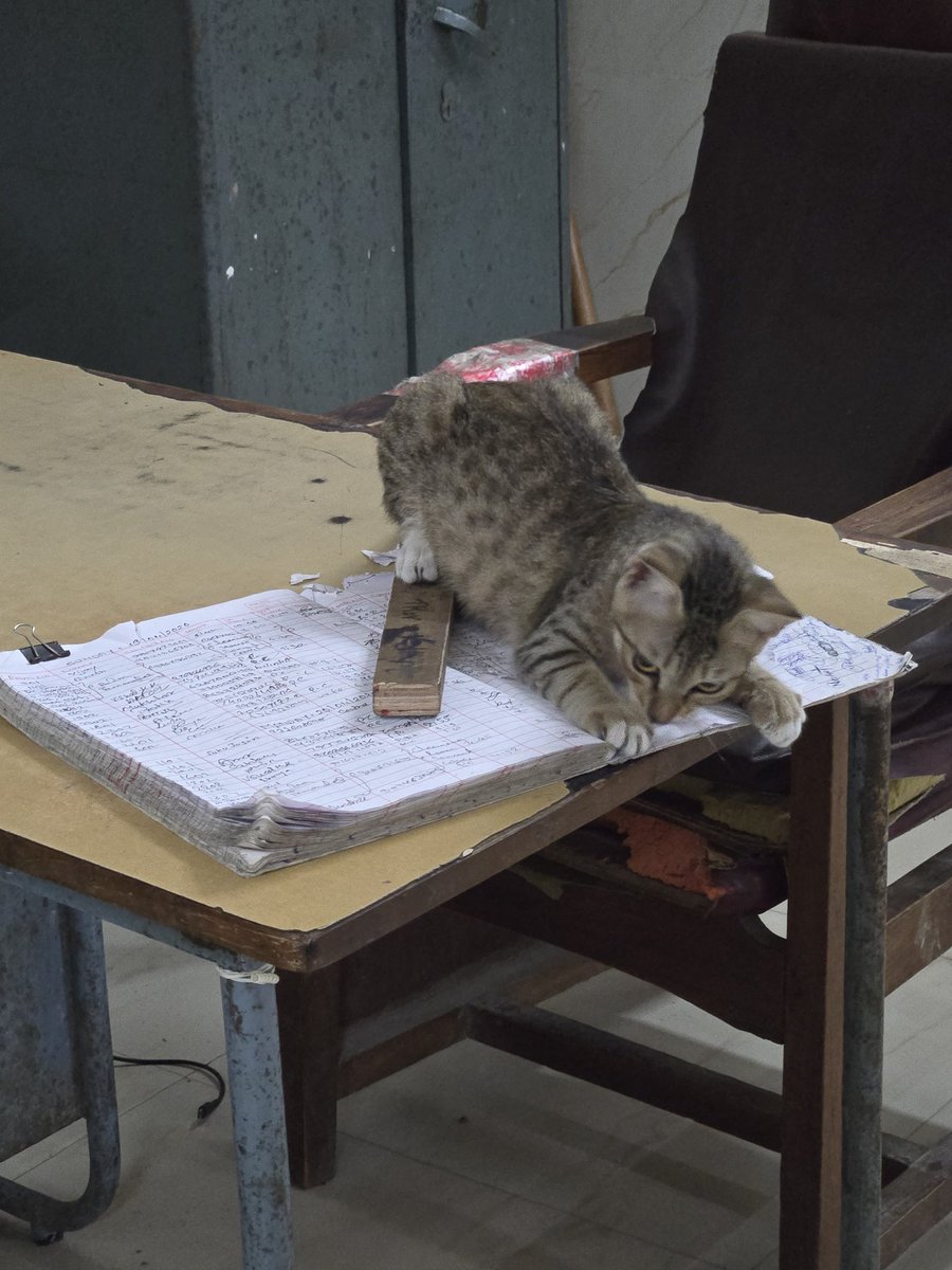 Snjathar2008's tweet photo. Cat doing duty of security guard. Some funny movements. https://t.co/YZ7wSZaqrX