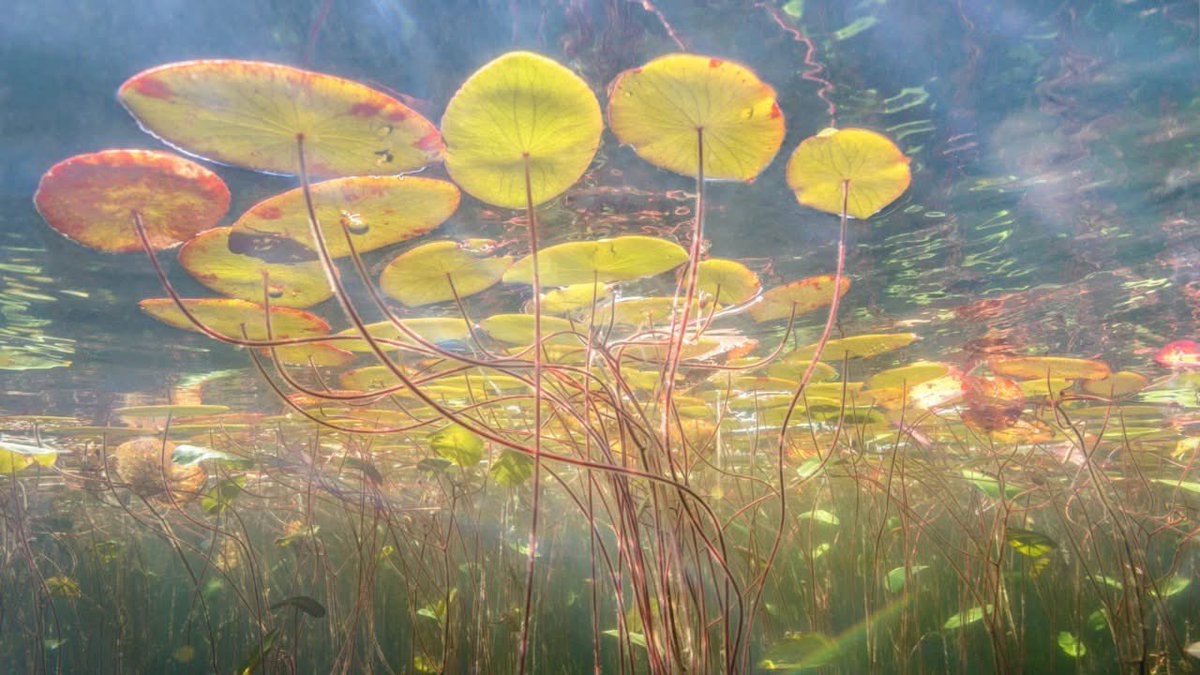 "Under Monet's Pond" series by photographer Eiko Jones