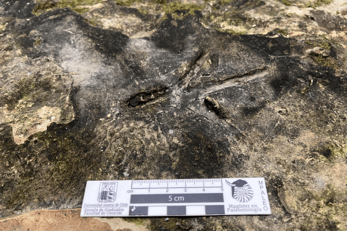 Radio Sago tweet media