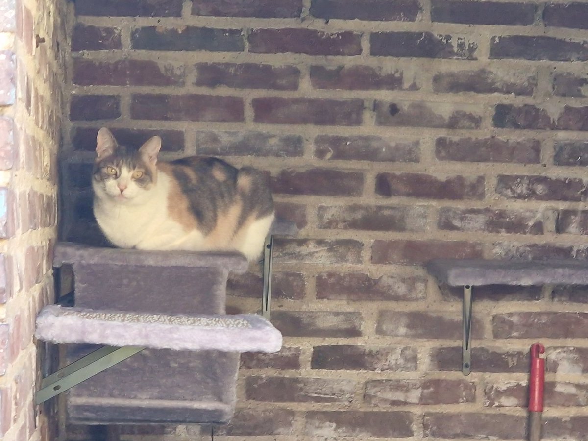 TomvanDauven's tweet image. Ik lig nu achterin het hok, lekker knus  #cats
