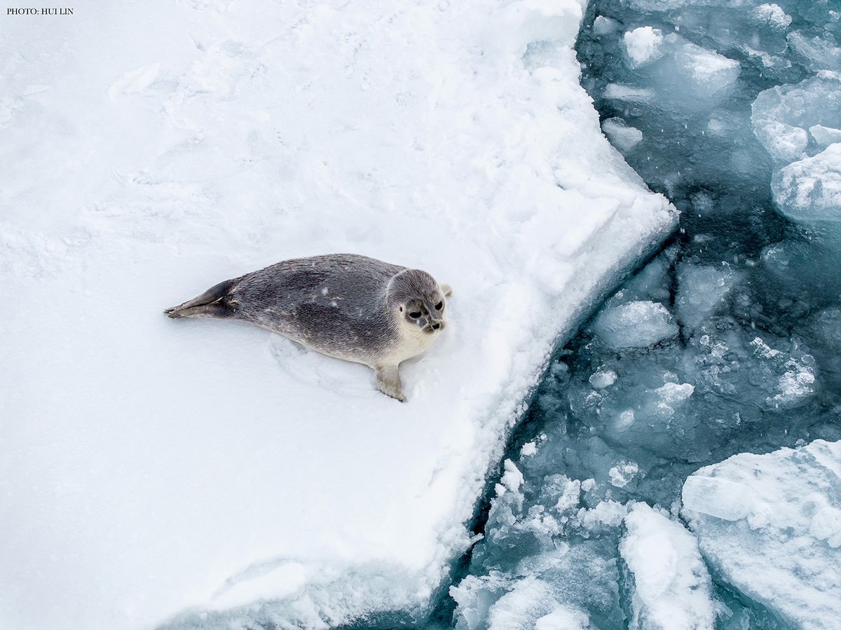ScienceMagazine's tweet photo. "International partners must collaborate to mitigate harmful microplastic pollution in polar regions," write the authors of a new #LetterToScience. https://t.co/xfMkn79Bni https://t.co/tOKncWGsUV