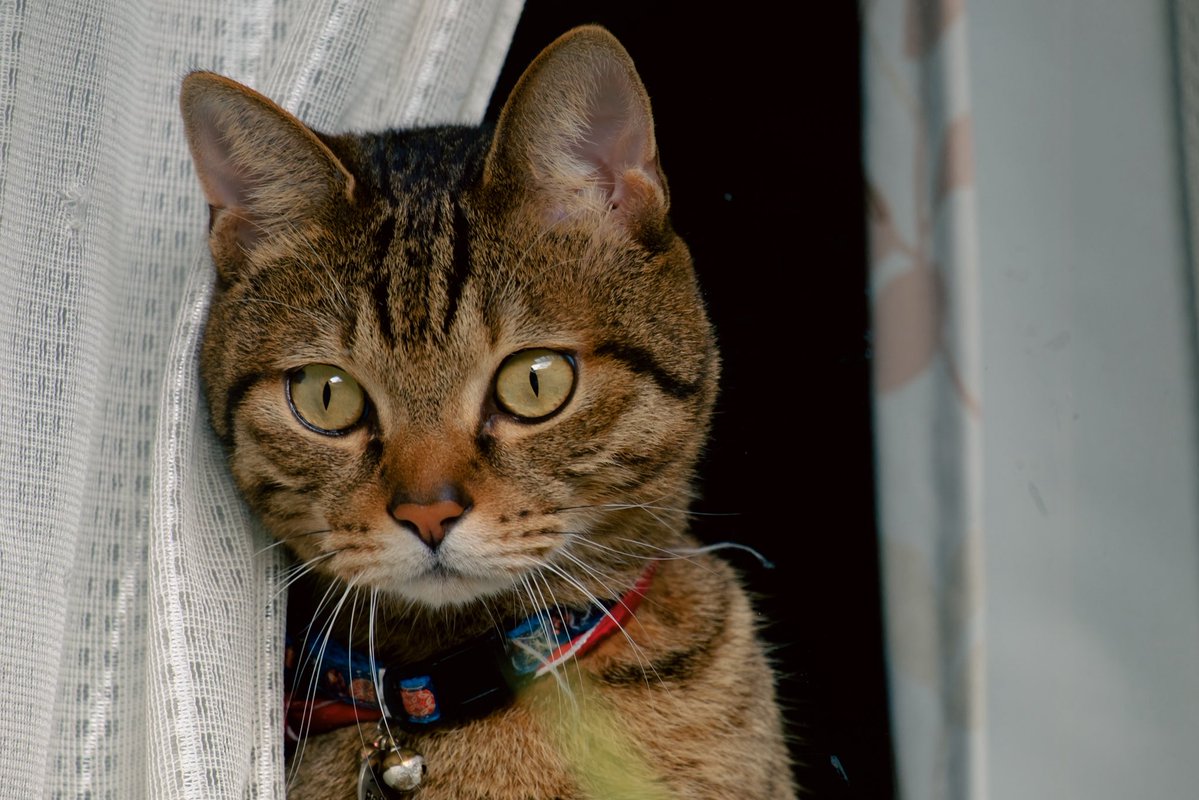 #雨庭もふ活
キョロキョロまぐろ君（10年前）