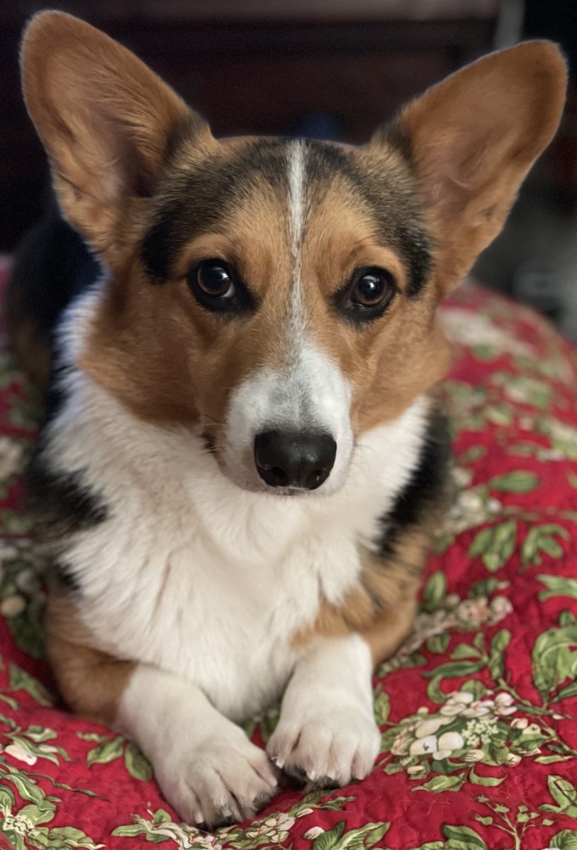 barbiesway's tweet image. I'm off to the vets and Korben Dallas🐾🐾🐾🐾I don't know how he knows but he knows.
#tuesdayvibe #TuesdayFeeling