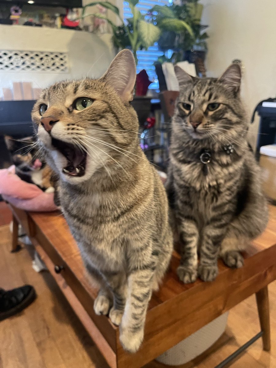 Andrea56822453's tweet image. #PostAFavPic4VioletApr26
Day 21: favorite song🎶
My favorite song?   
🎶🎵AND IIIIIIIII… WILL ALWAYS LOVE TUNAAA!🐟🎤🎶-Sunny☀️

#TunaTuesday #CatsOfTwitter #CatsOfX