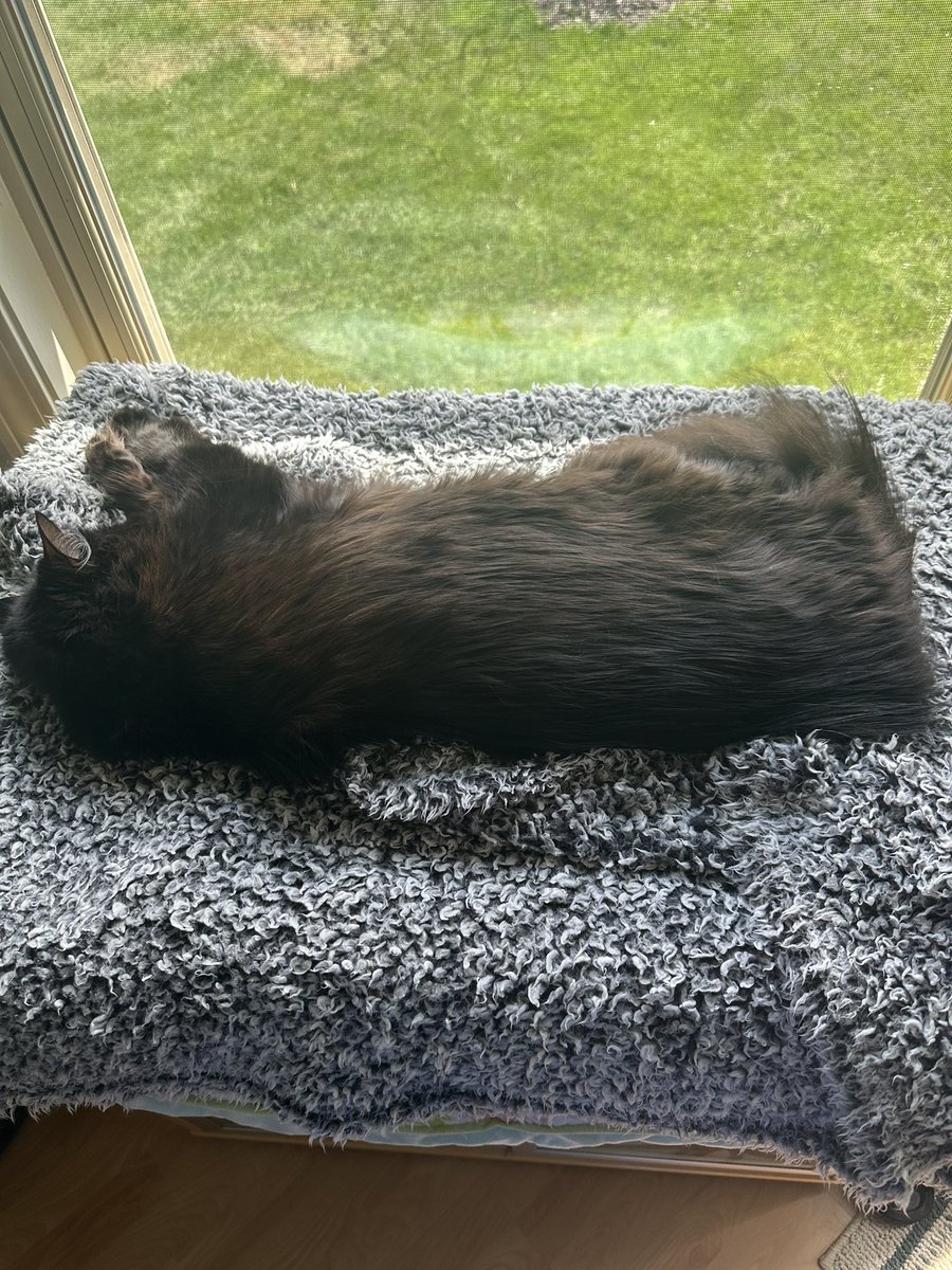 cat loaf