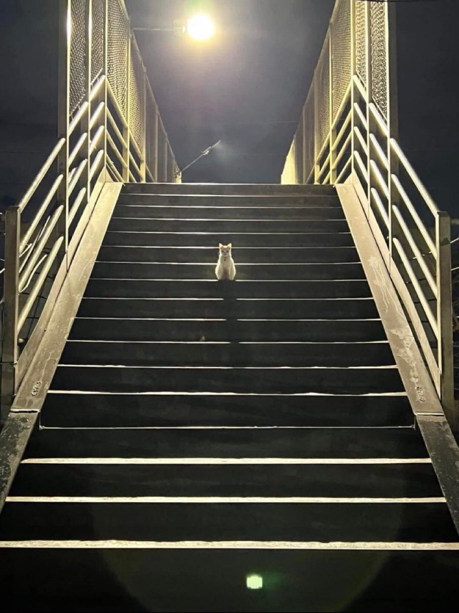 やあ人間、よくここが分かりましたね