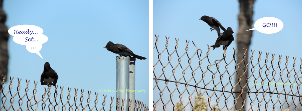 robjoeball's tweet image. Cute! #birds #fun #leapfrom #funny #blackphoebe