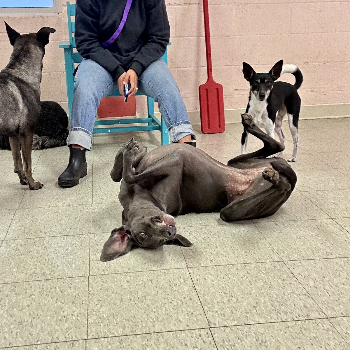 metroanimals's tweet image. Nothing beats some good ol’ belly rubs ☺️🐾🐶🥰 #MetroAnimals #cutedogs #doggiedaycare #fortworth