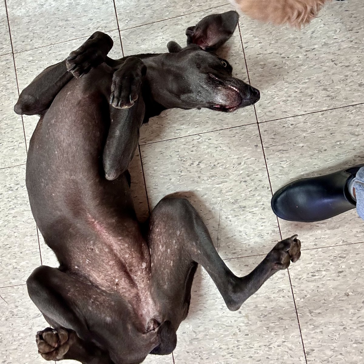 metroanimals's tweet image. Nothing beats some good ol’ belly rubs ☺️🐾🐶🥰 #MetroAnimals #cutedogs #doggiedaycare #fortworth