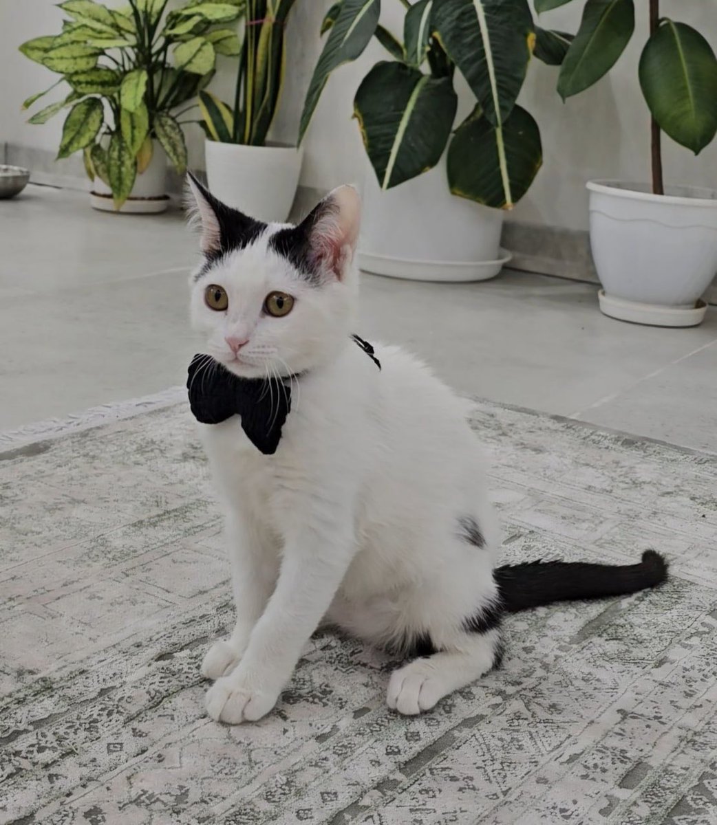 دختر مدیر سیرک🎪 tweet media