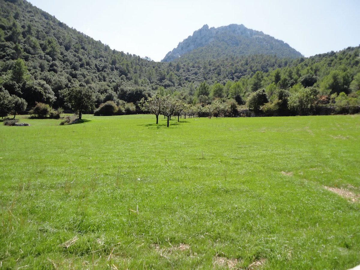 timfritschel's tweet image. Captured near Puig de Massanella, Mallorca, Spain.

#Green