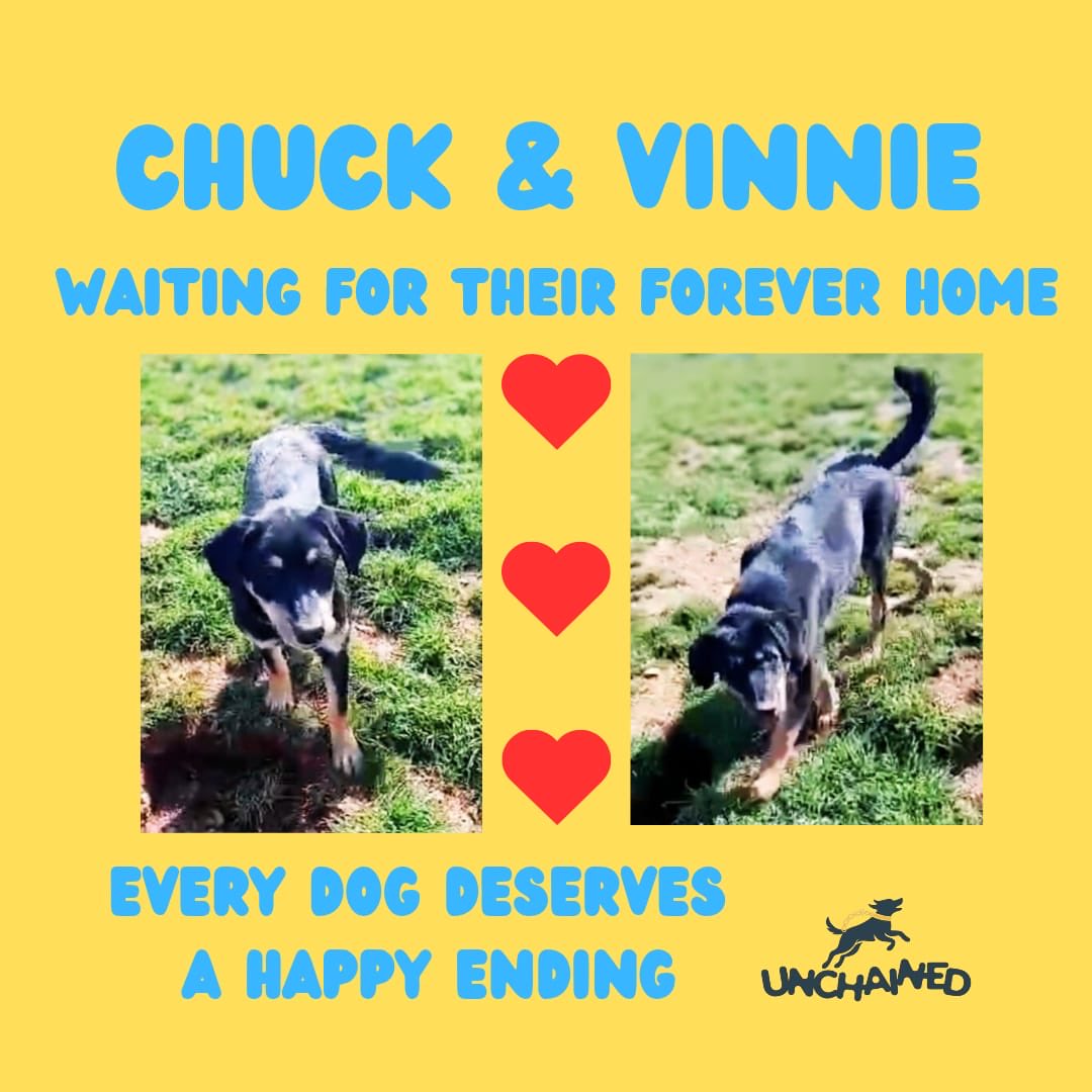 Unchained Dog Rescue tweet media