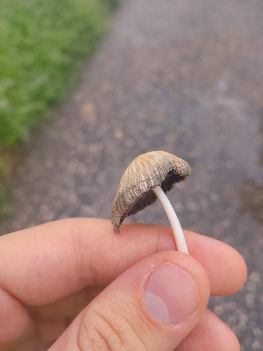 DeeseFrom's tweet photo. @_Ava_VT Collecting mushrooms
this one is pretty cool https://t.co/VXwOh2oICo