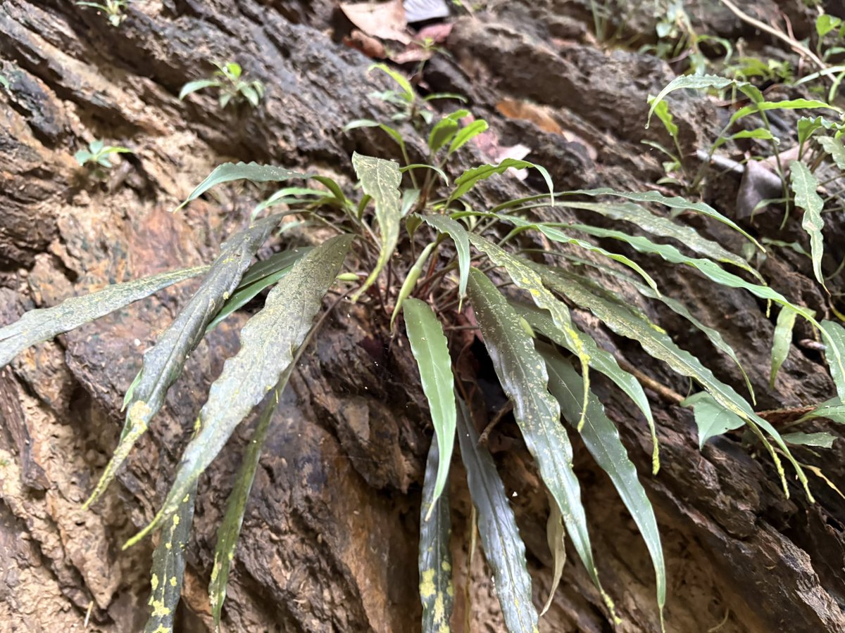 Plants Base tweet media