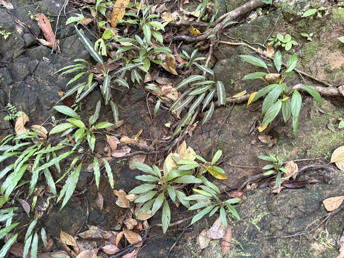 Plants Base tweet media