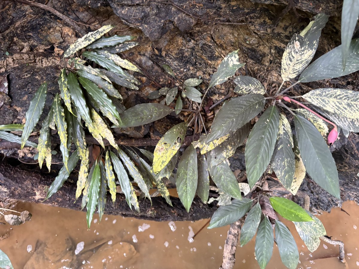 Plants Base tweet media
