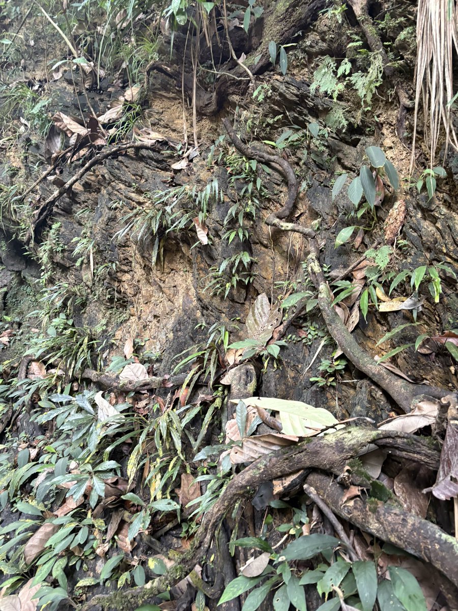 Plants Base tweet media