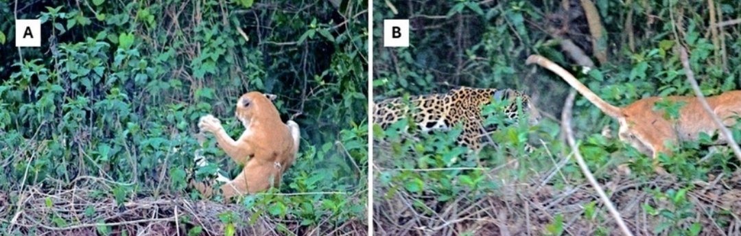 silver and gold tweet media