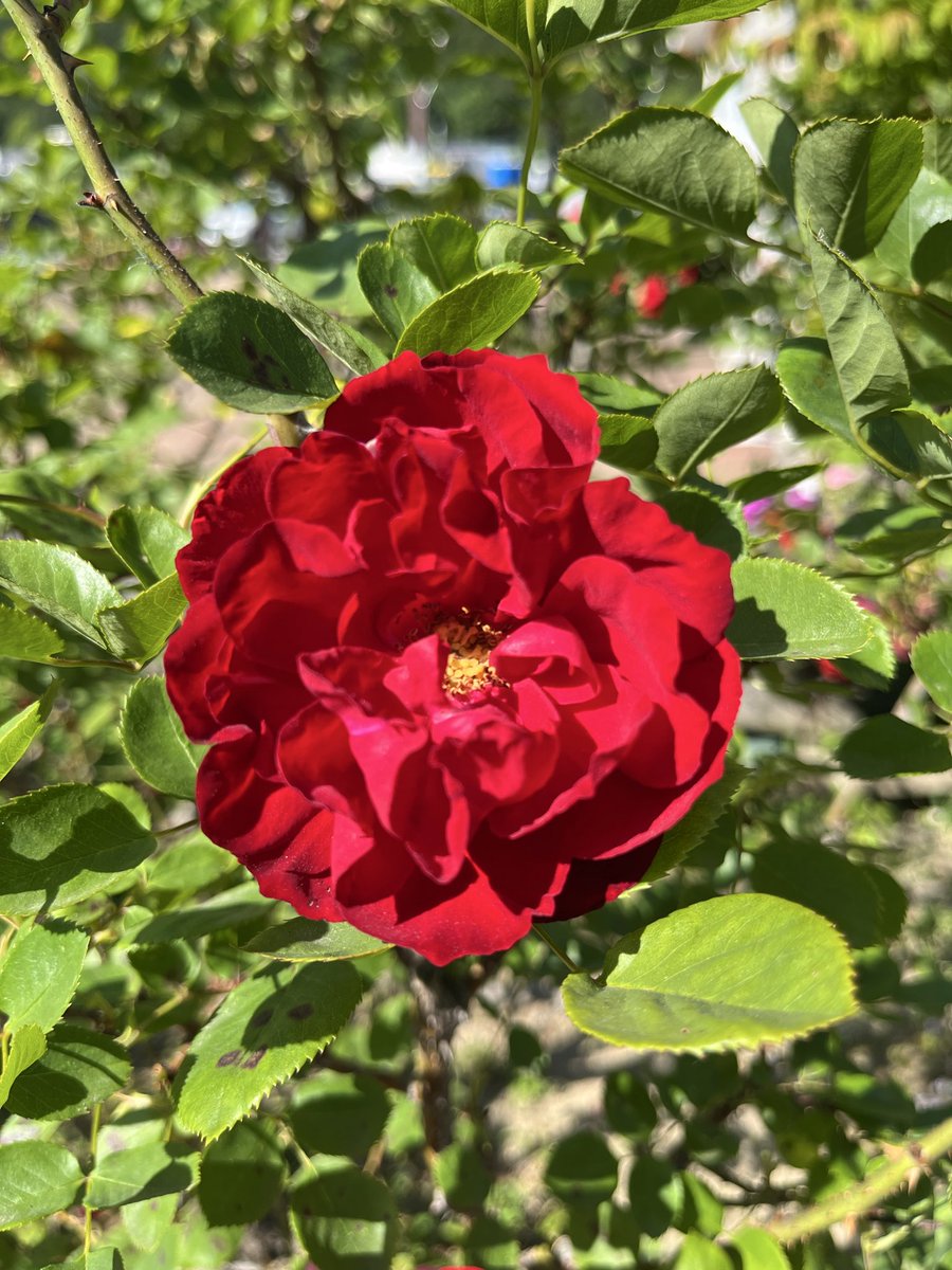 mai_ko's tweet image. iPad は、小さいのがいいよね、airは使うの辞めよう
#iqoo12 #rose