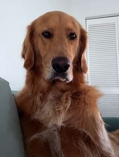 GoldenRatioOTD's tweet photo. 21/4/22 On this day: Judgemental Guac https://t.co/QVt3IodTTi