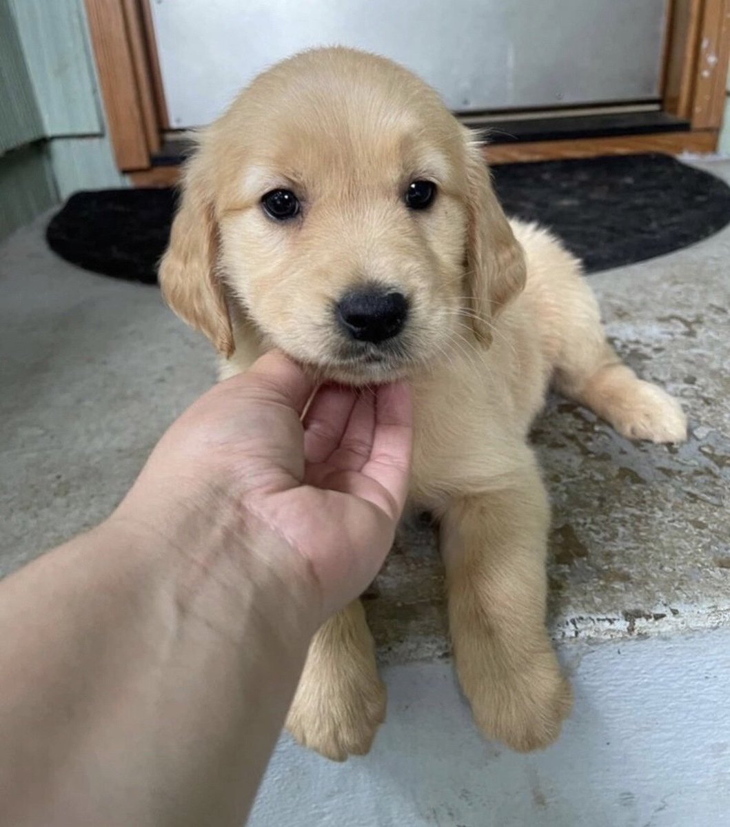 BellaFrant29557's tweet photo. Little cutie pie up for grabs 😍. 
Send a dm 🐾 https://t.co/wdLKJyL2nO