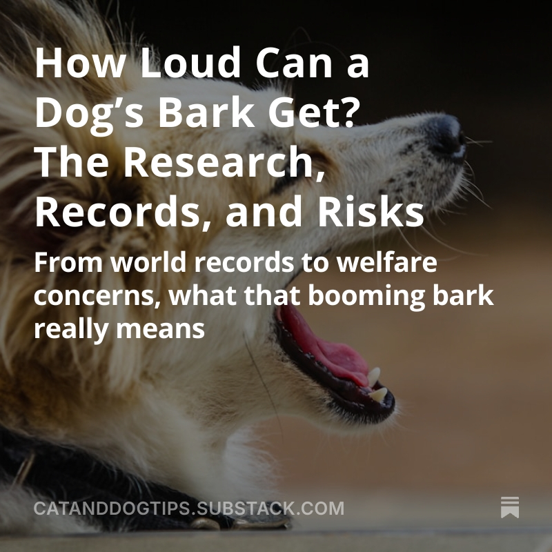 CatsAndDogsTips's tweet image. Canine vocal cords can produce some seriously impressive sound #Dogs #Doglovers #DogsOnX  medium.com/@CatsAndDogsTi…