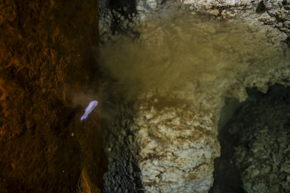 Guillermo DChristy 🇲🇽🇺🇦 🇮🇷 🇬🇧 tweet media