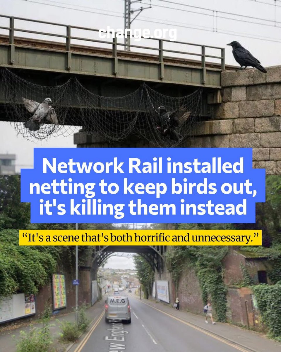 .<a href="/networkrail/">Network Rail</a> killing birds again! 😡

Network Rail's netting is trapping pigeons alive under a Brighton bridge — and this isn't the first time.

Witnesses have reported seeing birds flapping helplessly inside the netting beneath New England Road bridge, with no way out. Some