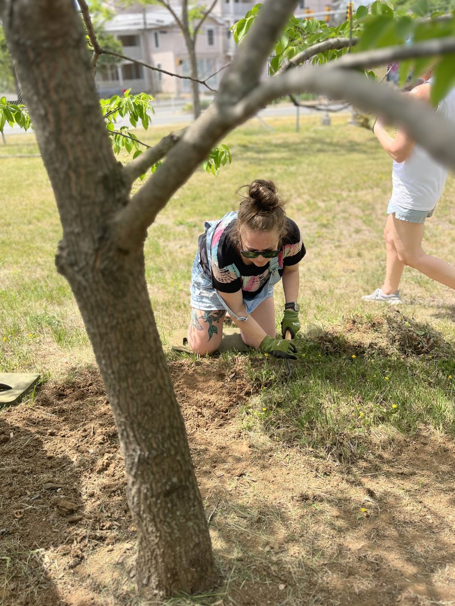 periosynergy's tweet image. Our team had a great time volunteering with Downtown Greens! 🌳

This amazing nonprofit focuses on environmental conservation and education for youth in Fredericksburg. The gardens are open to the public and absolutely beautiful. 💚 💜

#Volunteering