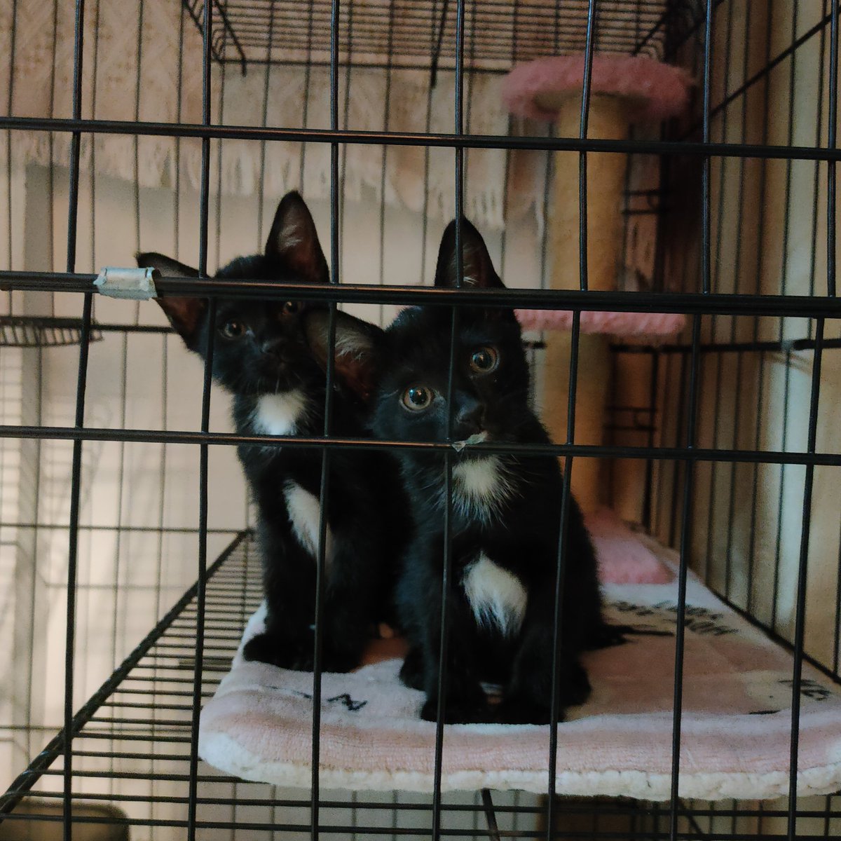 ไม่ควรมีแมวตัวไหนบนโลกใบนี้ต้องมาเป็นแมวจร tweet media