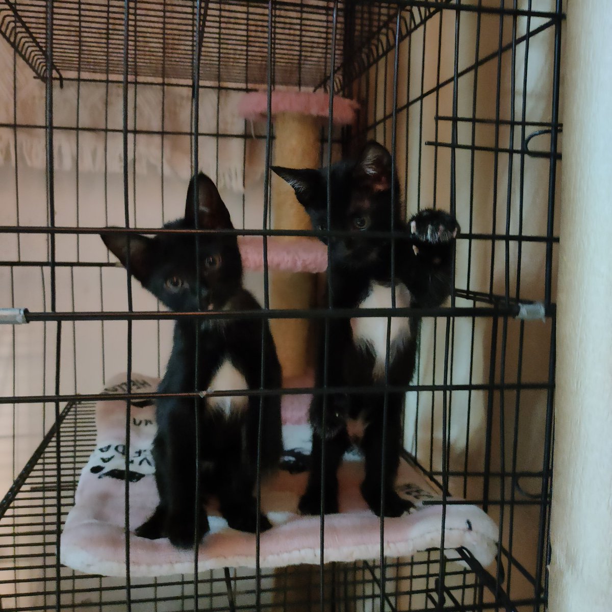 ไม่ควรมีแมวตัวไหนบนโลกใบนี้ต้องมาเป็นแมวจร tweet media