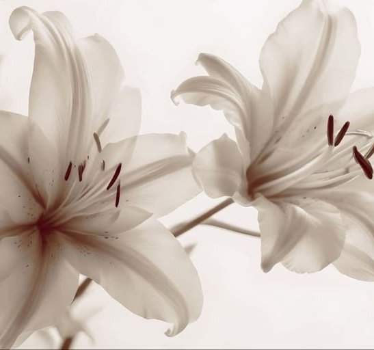 𖹭.ᐟ ℬ𝒶ℯ𝓀 𝒹ℴ 𝓁ℴ𝒶 ⋆‧°𓏲ּ𝄢 tweet media