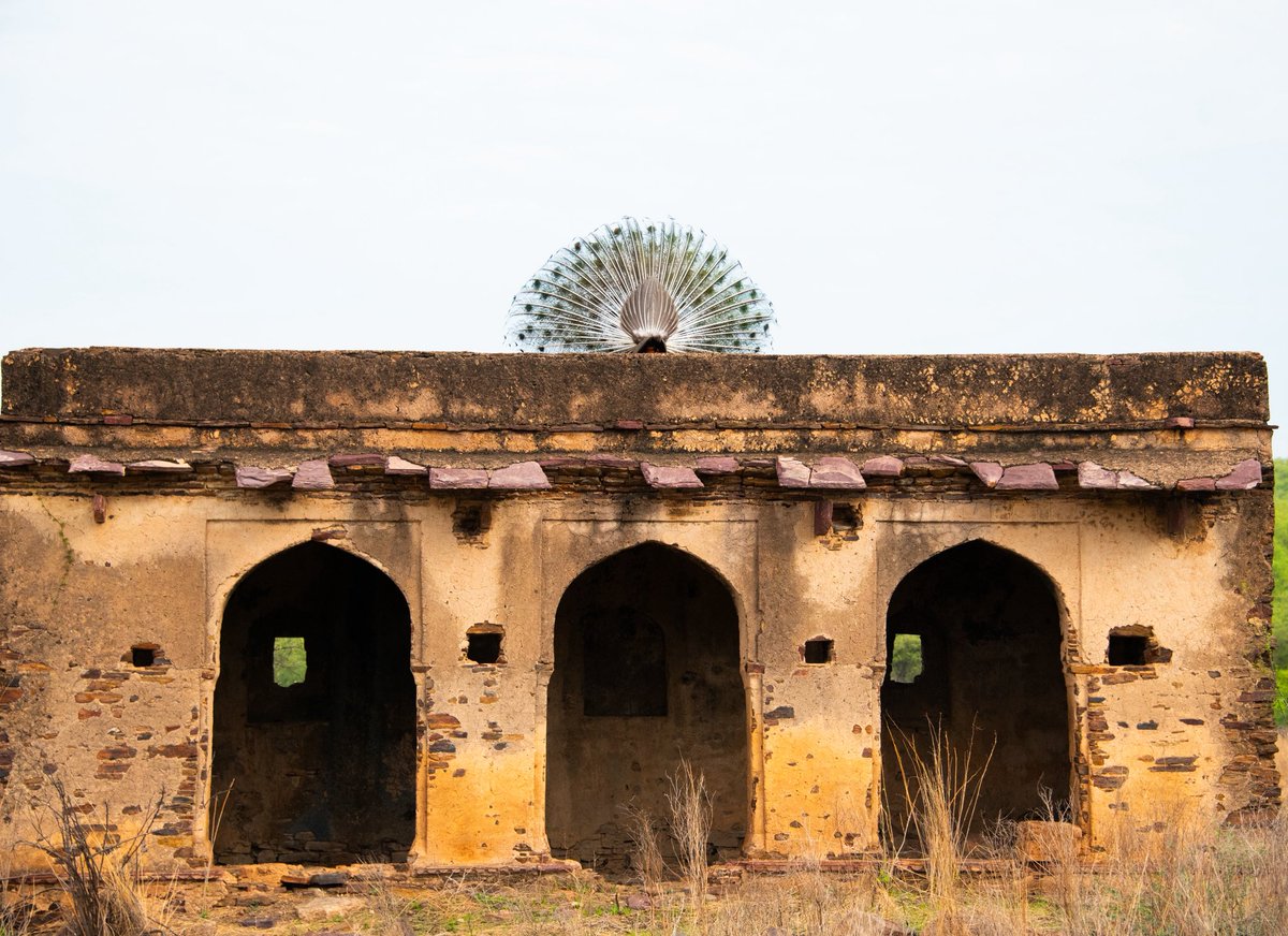 Perfect symmetry
.
.
Shot in Ranthambore