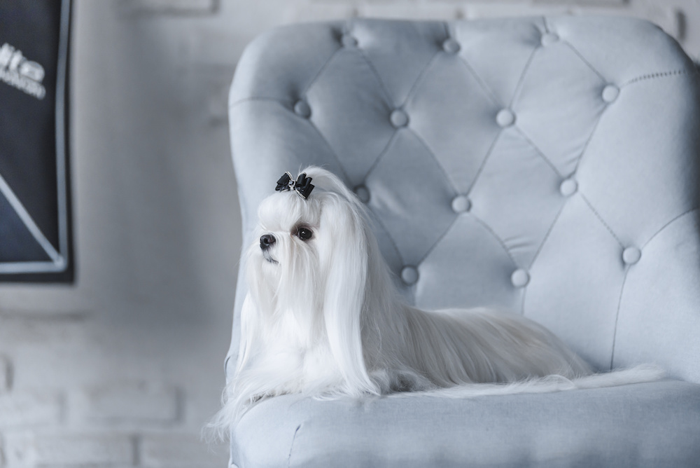 JeffKwongHomes's tweet image. Keeping Your Home Free of Pet Hair #REALTOR #RealEstate #HomesForSale #Sacramento #FathomThat #FathomRealty DRE#02136190 houseopedia.com/winning-the-ba…