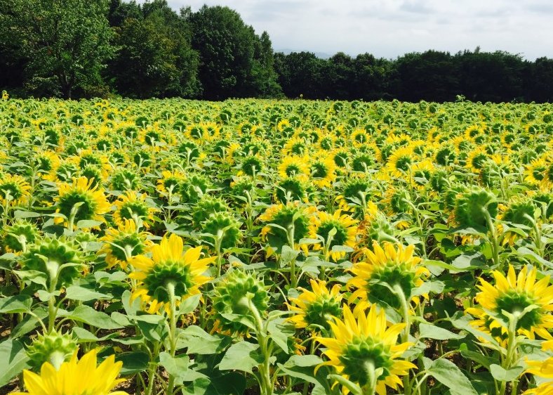 jayoriain tweet media