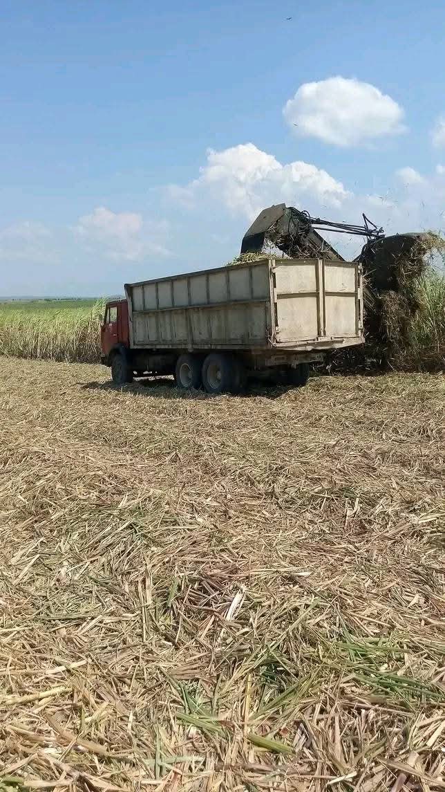 #MenendezPorElTriunfo  #LasTunaPorMasVictorias NUESTRO MUNICIPIO TRABAJA INTENSAMENTE POR LA RECUPERACIÓN AZUCARERA #JesusMenendez #LasTunas